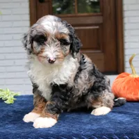 Milo, a male Miniature Bernedoodle for sale in Narvon, PA – 3 of 10
