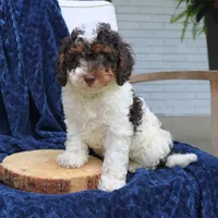 Dusty, a male Bernedoodle for sale in Narvon, PA – 4 of 5