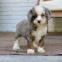 Blake, a male Bernedoodle for sale in Narvon, PA – 8 of 9