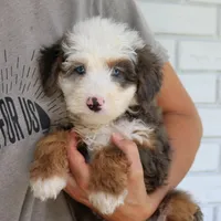 Silas, a male Miniature Bernedoodle for sale in Narvon, PA – 3 of 6
