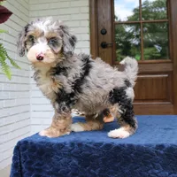 Edgar, a male Miniature Bernedoodle for sale in Narvon, PA – 2 of 5