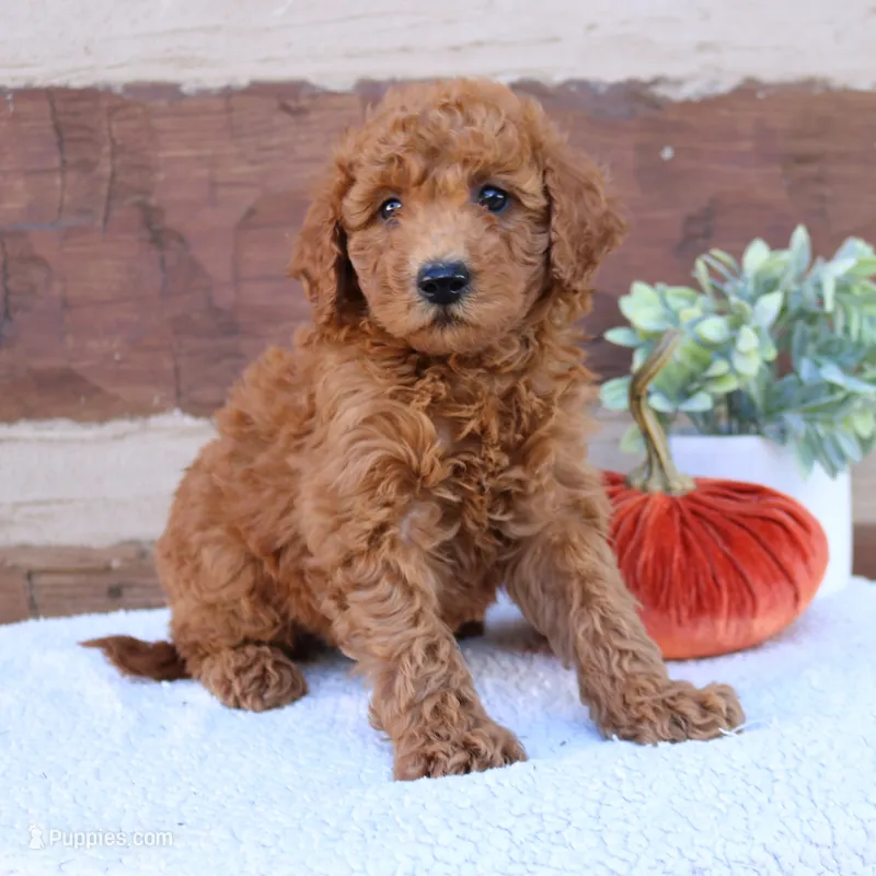 Spike – Miniature Goldendoodle puppy for sale in Narvon, PA