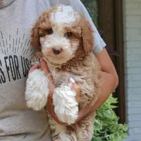 Zion, a male Bernedoodle for sale in Narvon, PA – 7 of 7