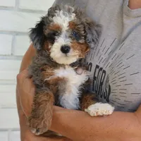 Stella, a female Miniature Bernedoodle for sale in Narvon, PA – 2 of 6