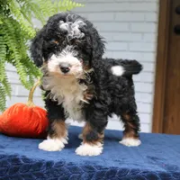 Piper, a male Miniature Bernedoodle for sale in Narvon, PA – 3 of 7