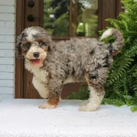Bentley, a male Bernedoodle for sale in Narvon, PA – 10 of 10