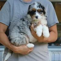 Gigi, a female Bernedoodle for sale in Narvon, PA – 7 of 9