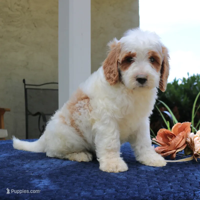 Dixon – Goldendoodle puppy for sale in Narvon, PA