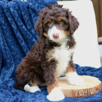 Duke, a male Miniature Bernedoodle for sale in Narvon, PA – 4 of 4
