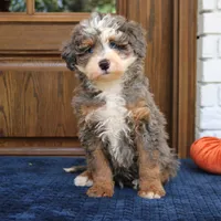 Smokey, a male Miniature Bernedoodle for sale in Narvon, PA – 6 of 6