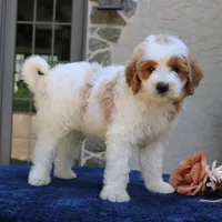 Dawson, a male Goldendoodle for sale in Narvon, PA – 3 of 5