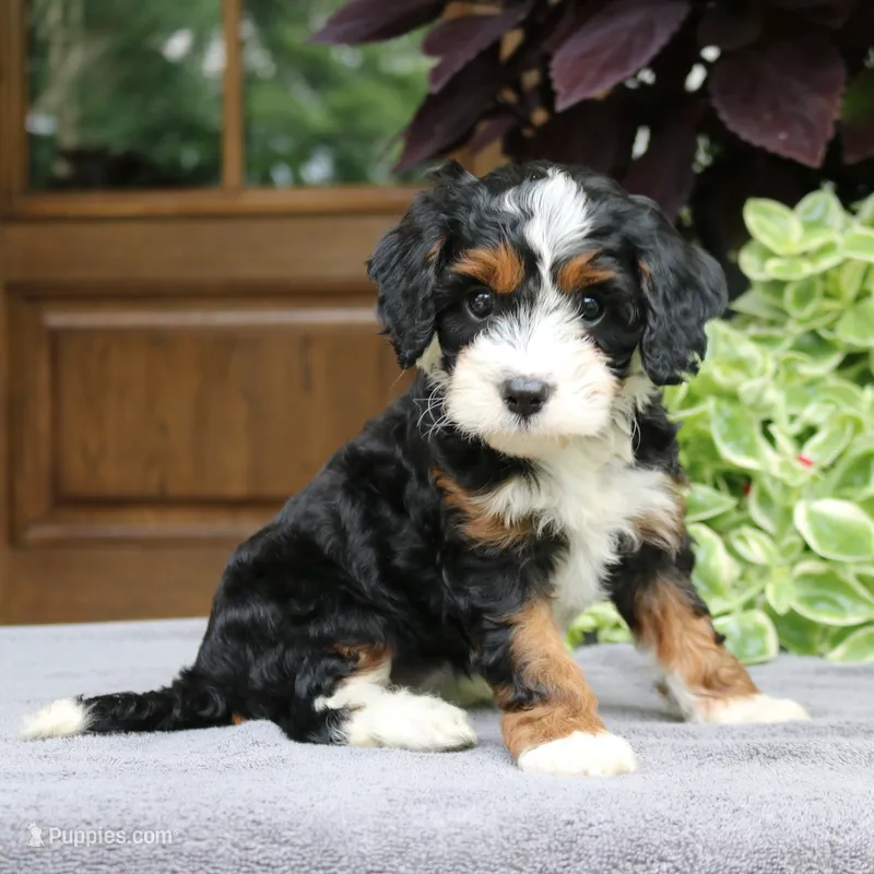 Clover – Cavapoo puppy for sale in Narvon, PA