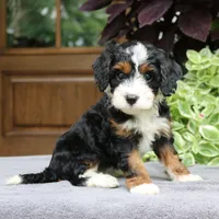 Clover, a female Cavapoo for sale in Narvon, PA – 1 of 9