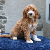 Destiny, a female Goldendoodle for sale in Narvon, PA – 2 of 6