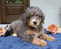 Kenzie, a female Miniature Bernedoodle for sale in Narvon, PA – 2 of 3