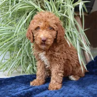 Harvey, a male Goldendoodle for sale in Narvon, PA – 3 of 4