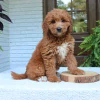 Amy, a female Miniature Goldendoodle for sale in Narvon, PA – 3 of 6