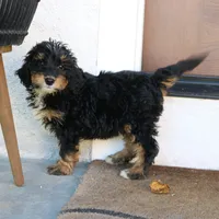 Blair, a female Miniature Bernedoodle for sale in Narvon, PA – 5 of 6