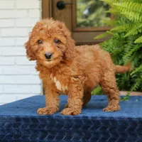 Nala, a female Goldendoodle for sale in Narvon, PA – 4 of 9