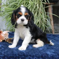 Java, a female Cavalier King Charles Spaniel for sale in Narvon, PA – 8 of 9