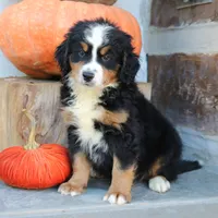 Benny, a male Miniature Bernedoodle for sale in Narvon, PA – 2 of 6