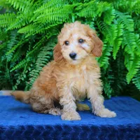 Nash, a male Goldendoodle for sale in Narvon, PA – 4 of 8