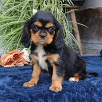Jalena, a female Cavalier King Charles Spaniel for sale in Narvon, PA – 6 of 9