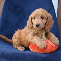 Luna, a female Miniature Goldendoodle for sale in Narvon, PA – 6 of 6