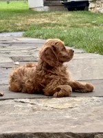 Murphy , a male Cavapoo for sale in Narvon, PA – 4 of 5