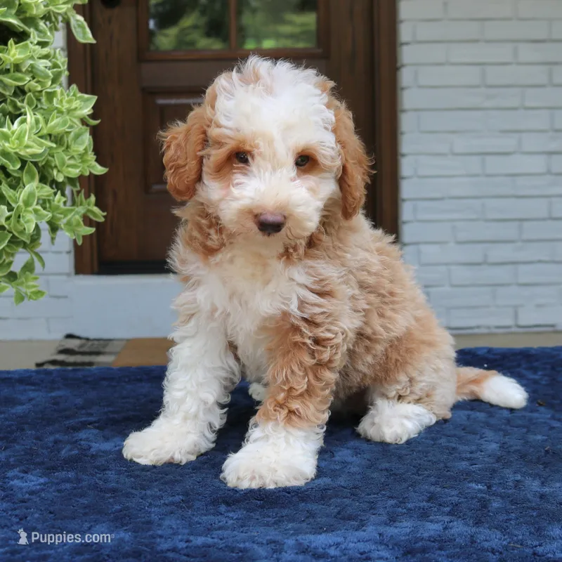 Zuke – Bernedoodle puppy for sale in Narvon, PA