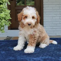 Zuke, a male Bernedoodle for sale in Narvon, PA – 1 of 5