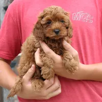 Kings, a male Cavapoo for sale in Narvon, PA – 2 of 5