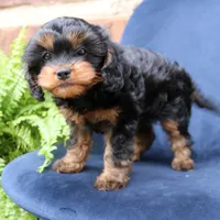 Willow, a female Cavapoo for sale in Narvon, PA – 5 of 8