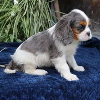 Jaxon, a male Cavalier King Charles Spaniel for sale in Narvon, PA – 6 of 7