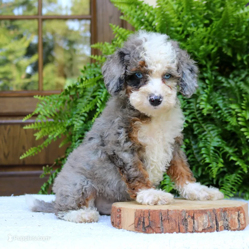 Blake – Bernedoodle puppy for sale in Narvon, PA