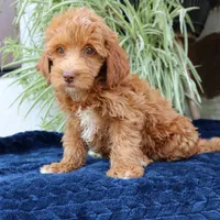 Harper, a female Goldendoodle for sale in Narvon, PA – 4 of 5