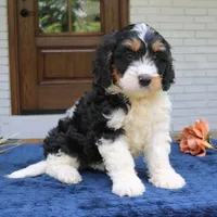 Dallas, a male Bernedoodle for sale in Narvon, PA – 3 of 5