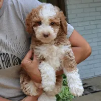 Zion, a male Bernedoodle for sale in Narvon, PA – 5 of 7