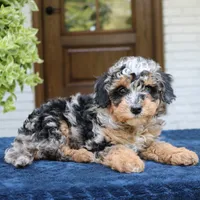 Esther, a female Bernedoodle for sale in Narvon, PA – 2 of 6