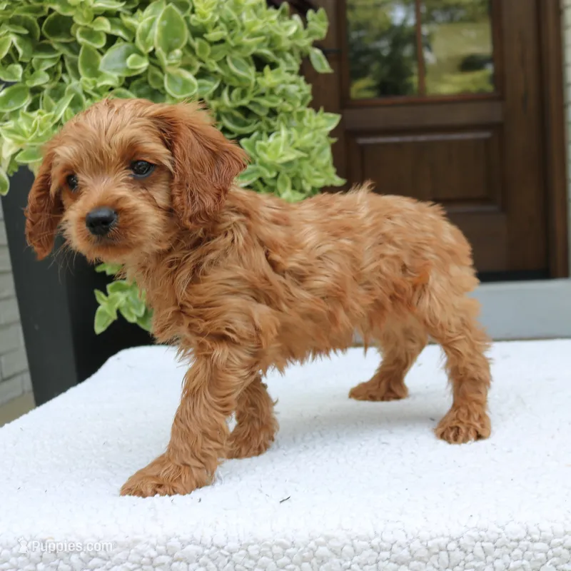 Martin – Cavapoo puppy for sale in Narvon, PA
