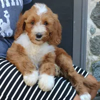 Shadow, a male Goldendoodle for sale in Narvon, PA – 5 of 10