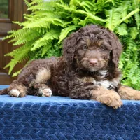 Rambo, a male Bernedoodle for sale in Narvon, PA – 6 of 8