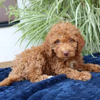 Harvey, a male Goldendoodle for sale in Narvon, PA – 2 of 4