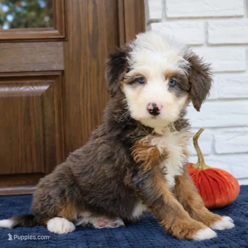 Silas – Miniature Bernedoodle puppy for sale in Narvon, PA