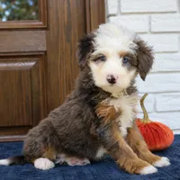 Silas, a male Miniature Bernedoodle for sale in Narvon, PA – 1 of 6