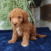 Hunter, a male Goldendoodle for sale in Narvon, PA – 5 of 6