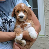 Destiny, a female Goldendoodle for sale in Narvon, PA – 4 of 6