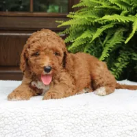 Walter, a male Miniature Goldendoodle for sale in Narvon, PA – 6 of 10