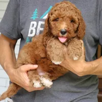 Walter, a male Miniature Goldendoodle for sale in Narvon, PA – 7 of 10