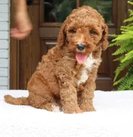 Walter, a male Miniature Goldendoodle for sale in Narvon, PA – 3 of 10